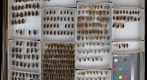 Carabidae 13
