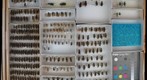 Carabidae 14