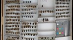 Carabidae 15
