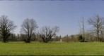 Old trees