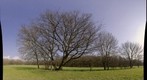 Misterious signs in a tree