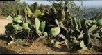 opuntia cactus