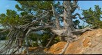 The Ancient Pine at Whirlpool Point