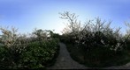 Plum flower in Hanyuan 涵园探梅