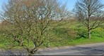 Panorama of Daffodils in the Park created from over 70 digital photographs