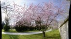 Japanese cherry blossoms