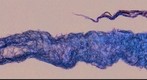 WG Wheat 2' 2nd Banner 1
