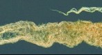 Banner1_W-WG-Wheat-26x202-Invert