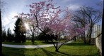 Japanese cherry blossoms