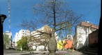 Palo Borracho specimen - Plaza Roberto Arlt - Buenos Aires