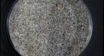 Sand from Miami, FL, USA