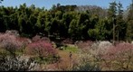 Plum bloom was delayed one month