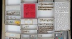 Celyphidae, Chamaemyiidae, Dryomyzidae, and Sciomyzidae 1