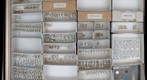 Agromyzidae 2, Opomyzidae, Anthomyzidae, Aulacigastridae, Periscelididae, Milichiliidae, Tethinidae, and Braulidae
