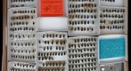 Carabidae 18