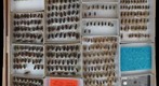 Carabidae 20