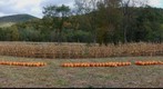Picking a Perfect Pumpkin 