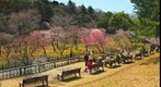 Plum bloom was delayed one month take3