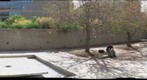 Sheldon Art Gallery Sculpture Garden