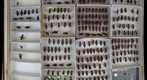 Carabidae 24