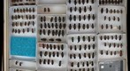 Carabidae 25