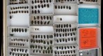 Carabidae 28