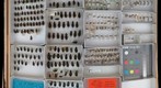 Carabidae 29