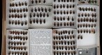Carabidae 30