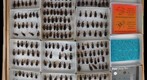 Carabidae 31