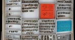 Carabidae 33