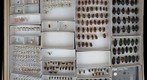 Carabidae 34