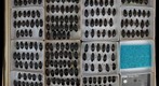 Carabidae 35