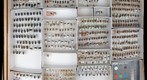 Carabidae 39
