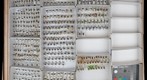 Carabidae 40