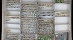 Carabidae 44
