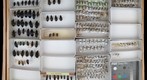 Carabidae 47