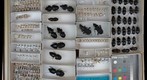 Carabidae 59