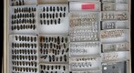 Carabidae 62