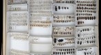 Carabidae Receiving 1