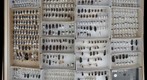Carabidae Receiving 4