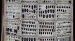 Carabidae Receiving 5