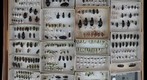 Carabidae Receiving 6
