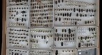 Carabidae Receiving 9