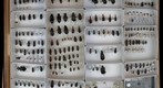 Carabidae Receiving 10