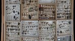 Carabidae Receiving 11