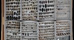 Carabidae Receiving 12