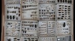 Carabidae Receiving 13