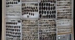 Carabidae Receiving 14