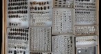 Carabidae Receiving 15