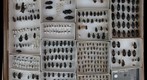 Carabidae Receiving 16
